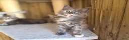 Maine Coon cats for sale: Beautiful Maine Coon Kittens - Advert 3