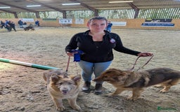 German Shepherd dogs for sale: Beautiful Isabella 10month old female  - Image 4