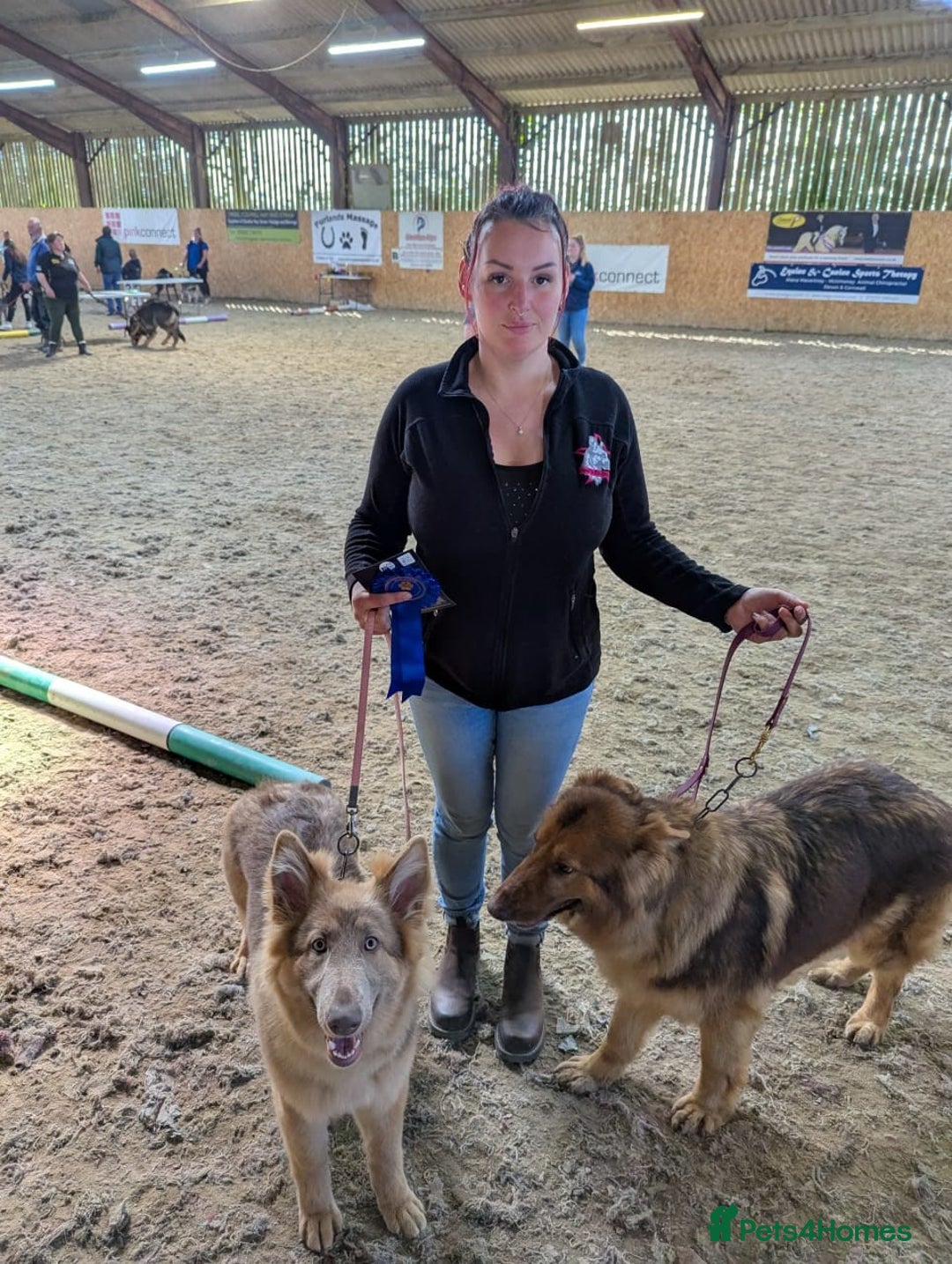 German Shepherd dogs for sale: Beautiful Isabella 10month old female  - Image 4