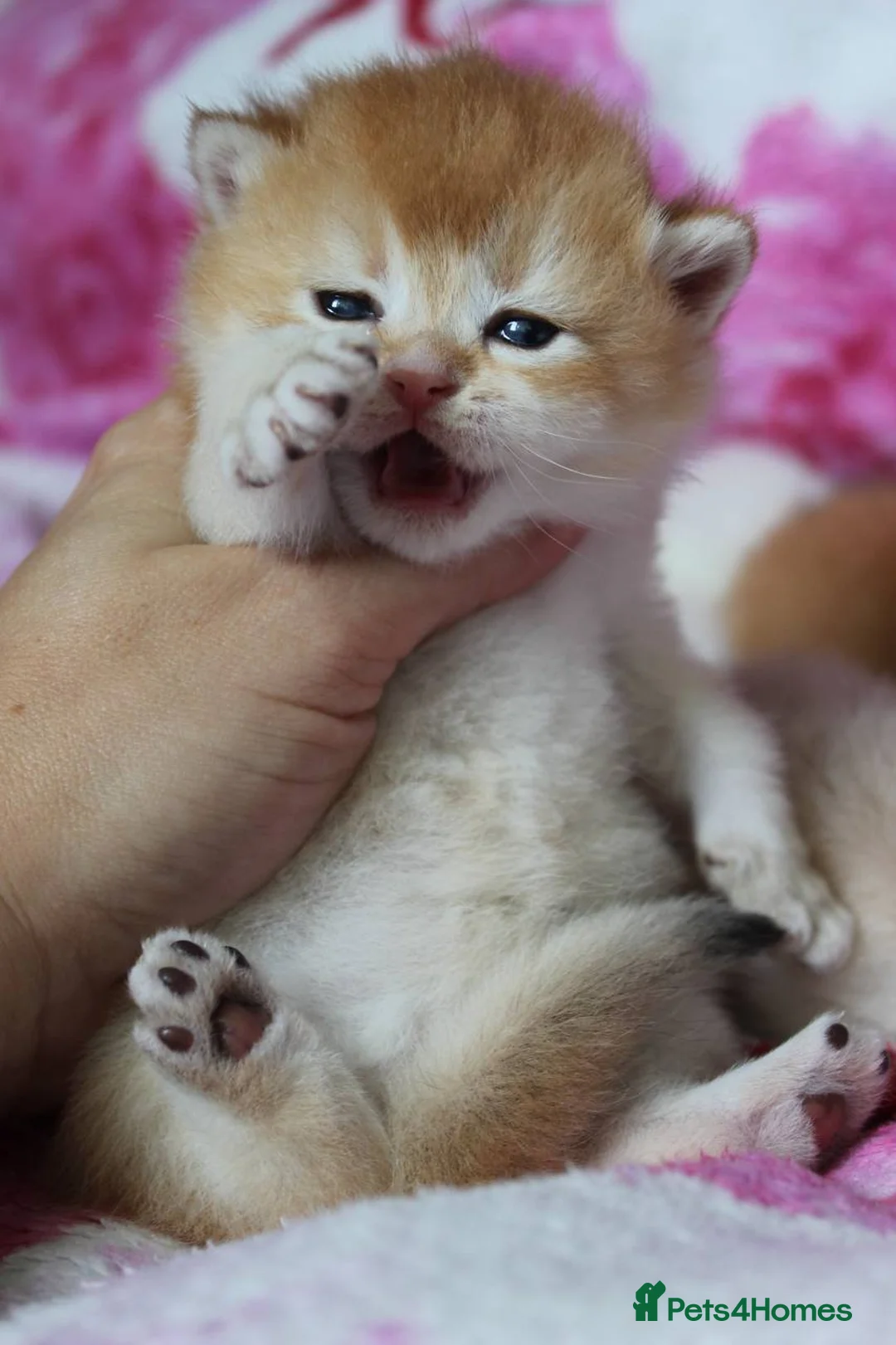 British Shorthair cats for sale: ⭐️Golden and Blue Golden Chinchilla kittens⭐️ - Advert 4