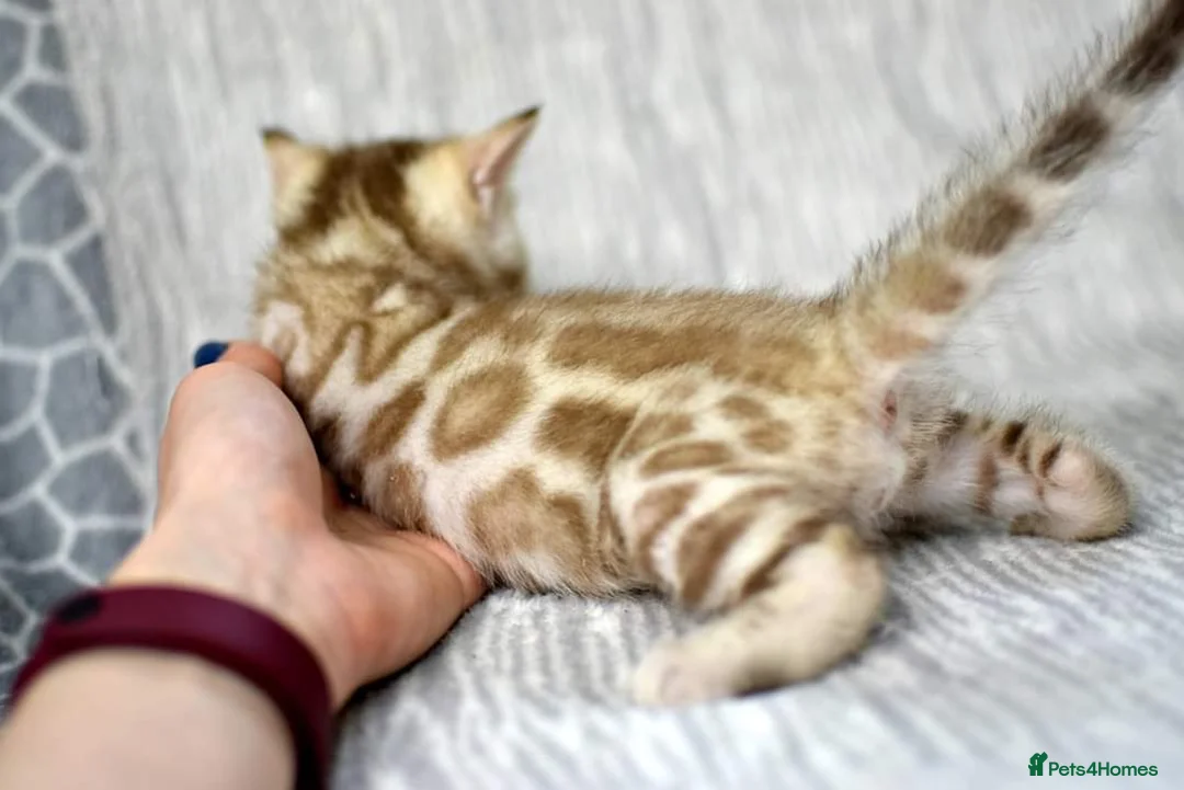 Bengal cats for sale: Male and Femal Bengal kitten available TICA  - Advert 5