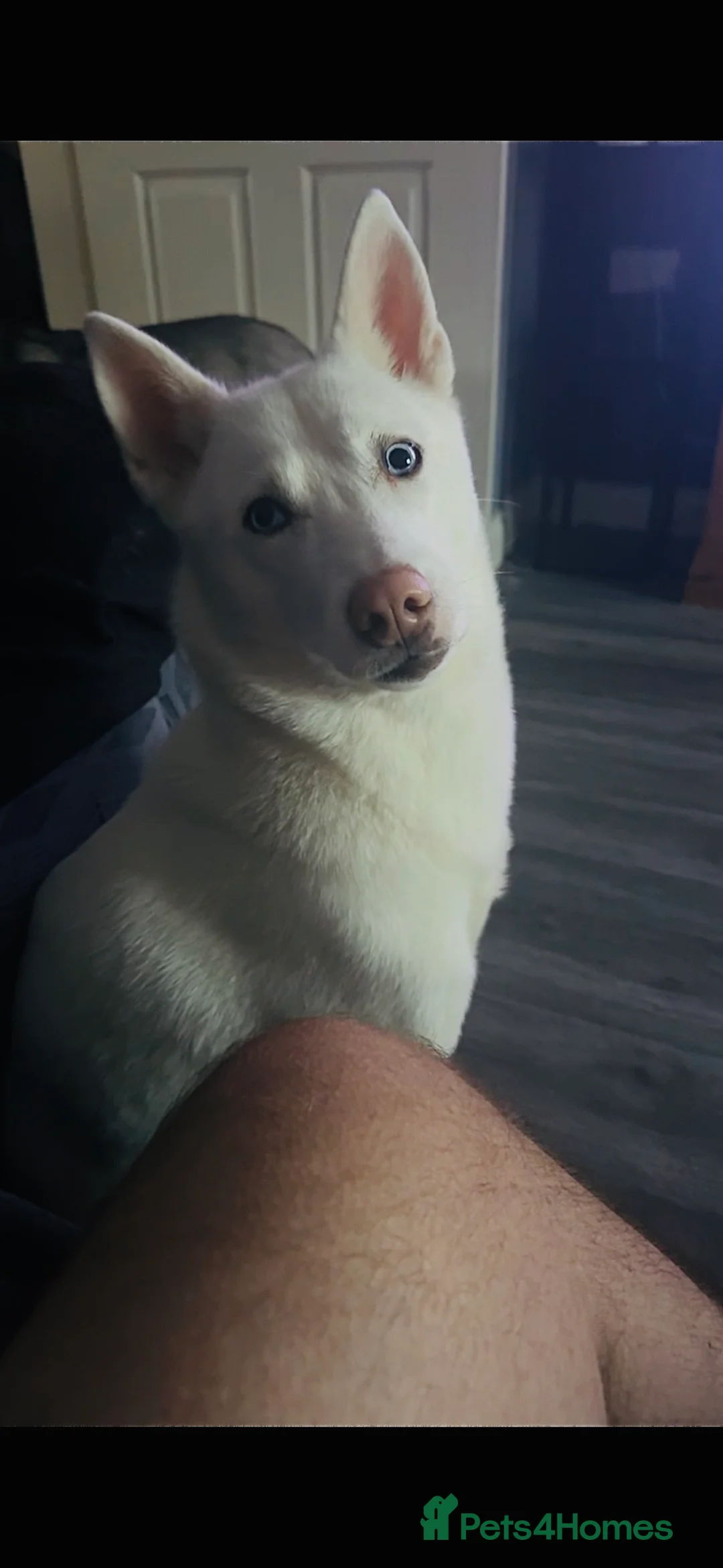 Siberian Husky dogs for sale: Leia  - Advert 1