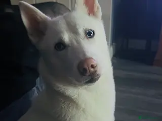 Siberian Husky dogs Rhys staruch in Leicester - Advert 2