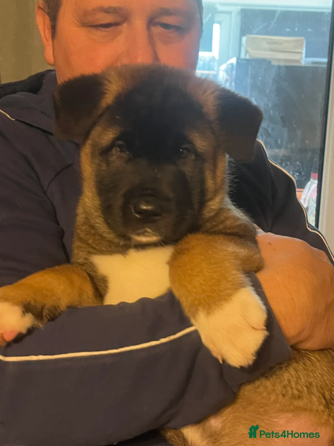 Akita dogs for sale: Akita puppies 1 male 1 female in Doncaster - Advert 5
