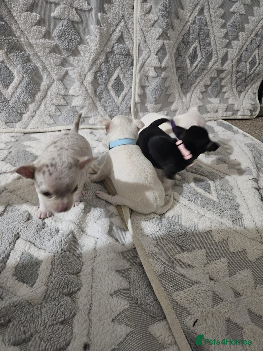 Chihuahua dogs for sale: Chihuahua puppies for sale - Advert 8