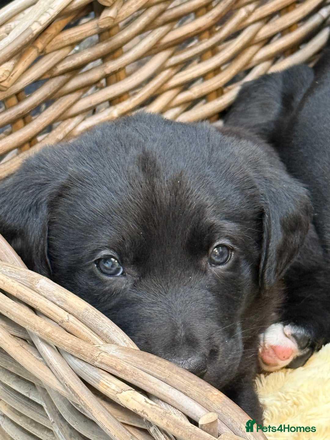 Mixed Breed dogs for sale: Labrador cross collie - Advert 6