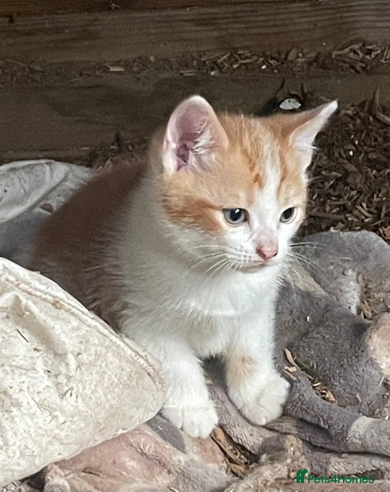 British Shorthair cats for sale: Gorgeous boys and girl kittens  - Advert 2