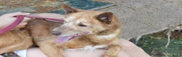 Mixed Breed dogs for adoption: Zorro in Woking - Advert 5
