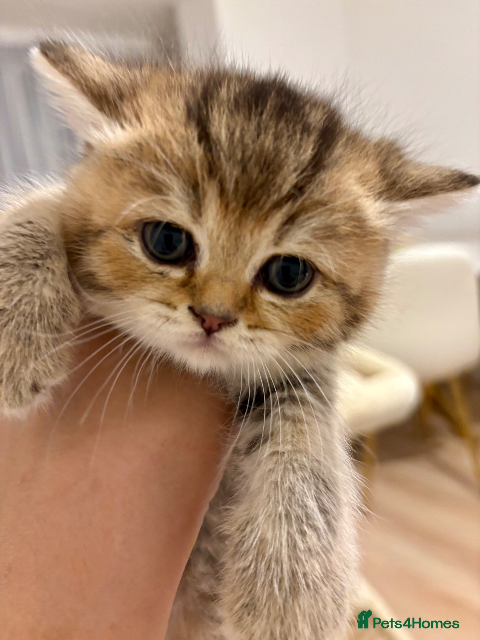 British Shorthair cats 🏆😍 Irresistible Golden Chinchilla’s Mini BSH🏆😍 - Advert 17