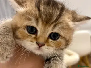 British Shorthair cats 🏆😍 Irresistible Golden Chinchilla’s Mini BSH🏆😍 - Advert 17