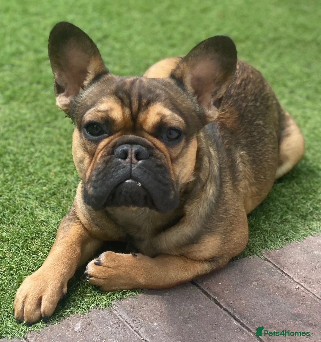 French Bulldog dogs for sale: One baby girl available  - Advert 2