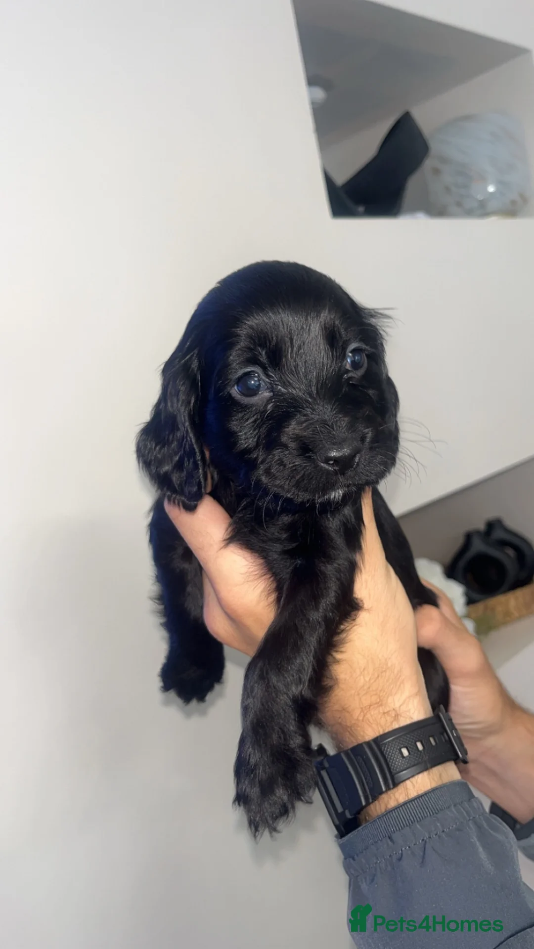 Cocker Spaniel dogs for sale: Cocker spaniel - Advert 1