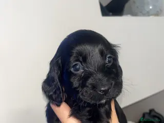 Cocker Spaniel dogs Cocker spaniel - Advert 5
