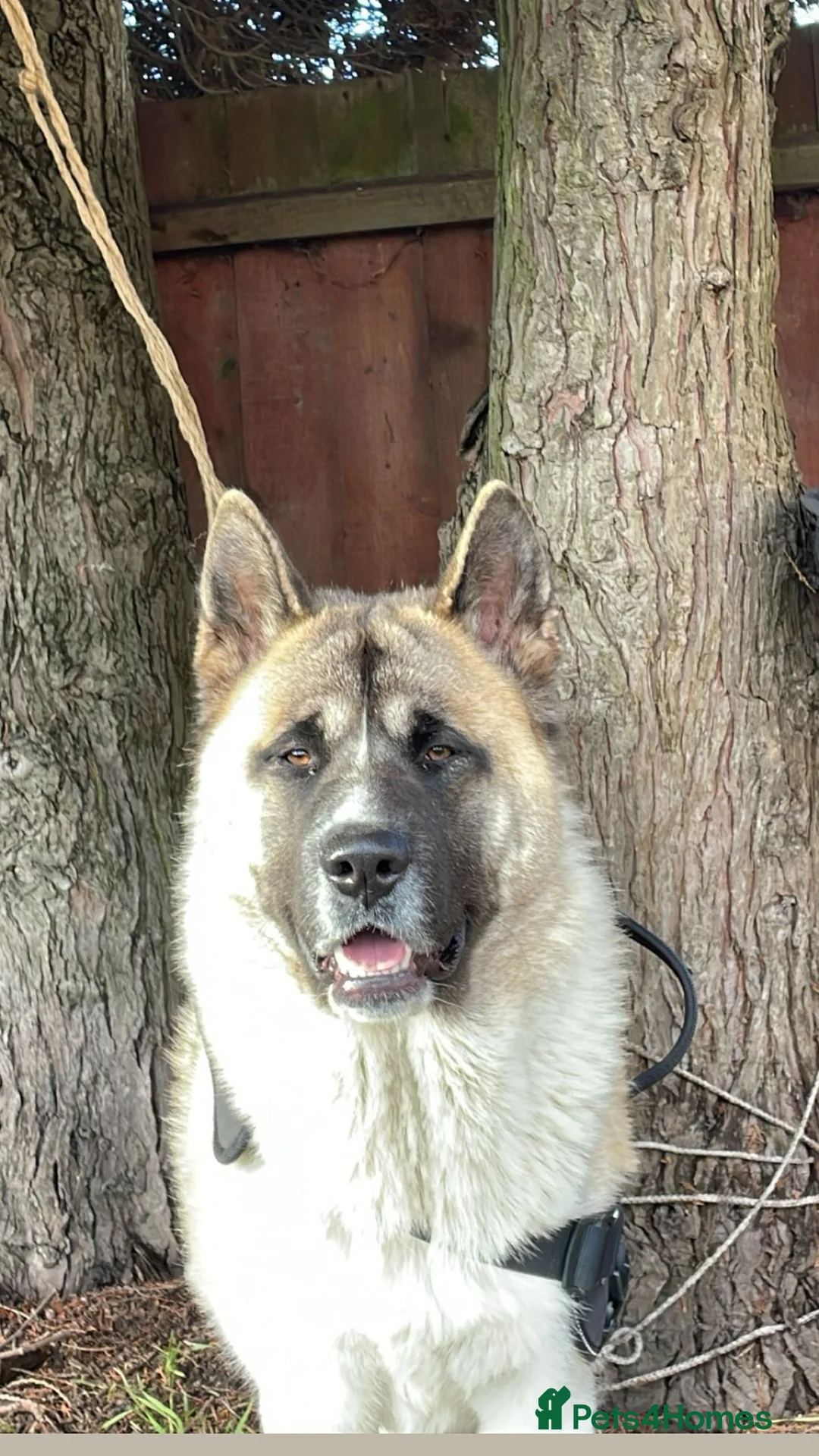Akita dogs for stud: Ceaser the American Akita Ready for Stud - Advert 2