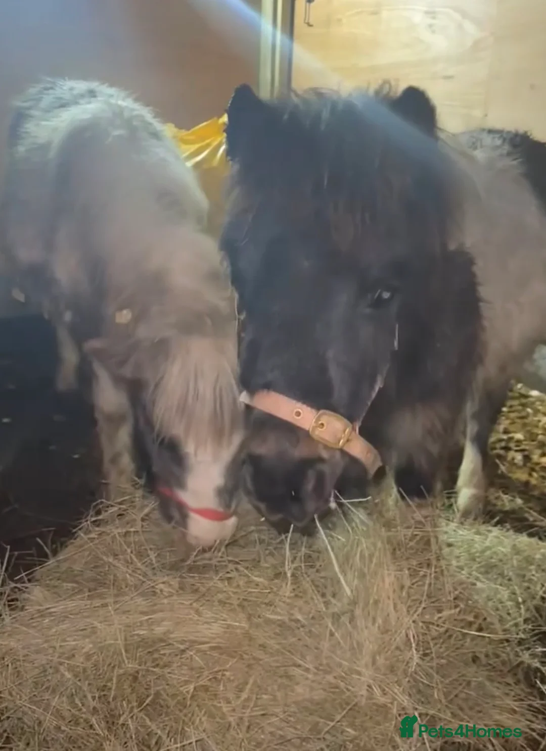 Shetland pony horses for sale: Elvis & Priscilla 🎸💃  in Dover - Advert 3