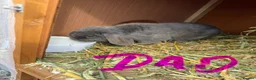Mini Lop rabbits for sale: 🩶 2 Mini Lops - Waiting list open 🩶 - Advert 8