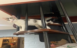 Mixed Breed cats for sale: 13+ week old Kitten  - Image 3