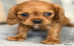 King Charles Spaniel dogs for sale: Beautiful cavalier puppies  - Image 4