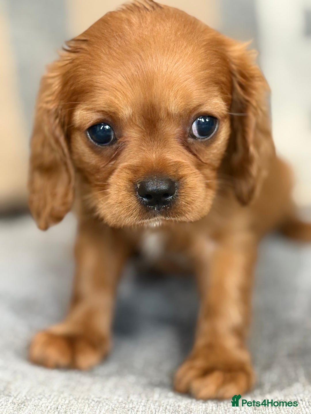 King Charles Spaniel dogs for sale: Beautiful cavalier puppies  - Image 4