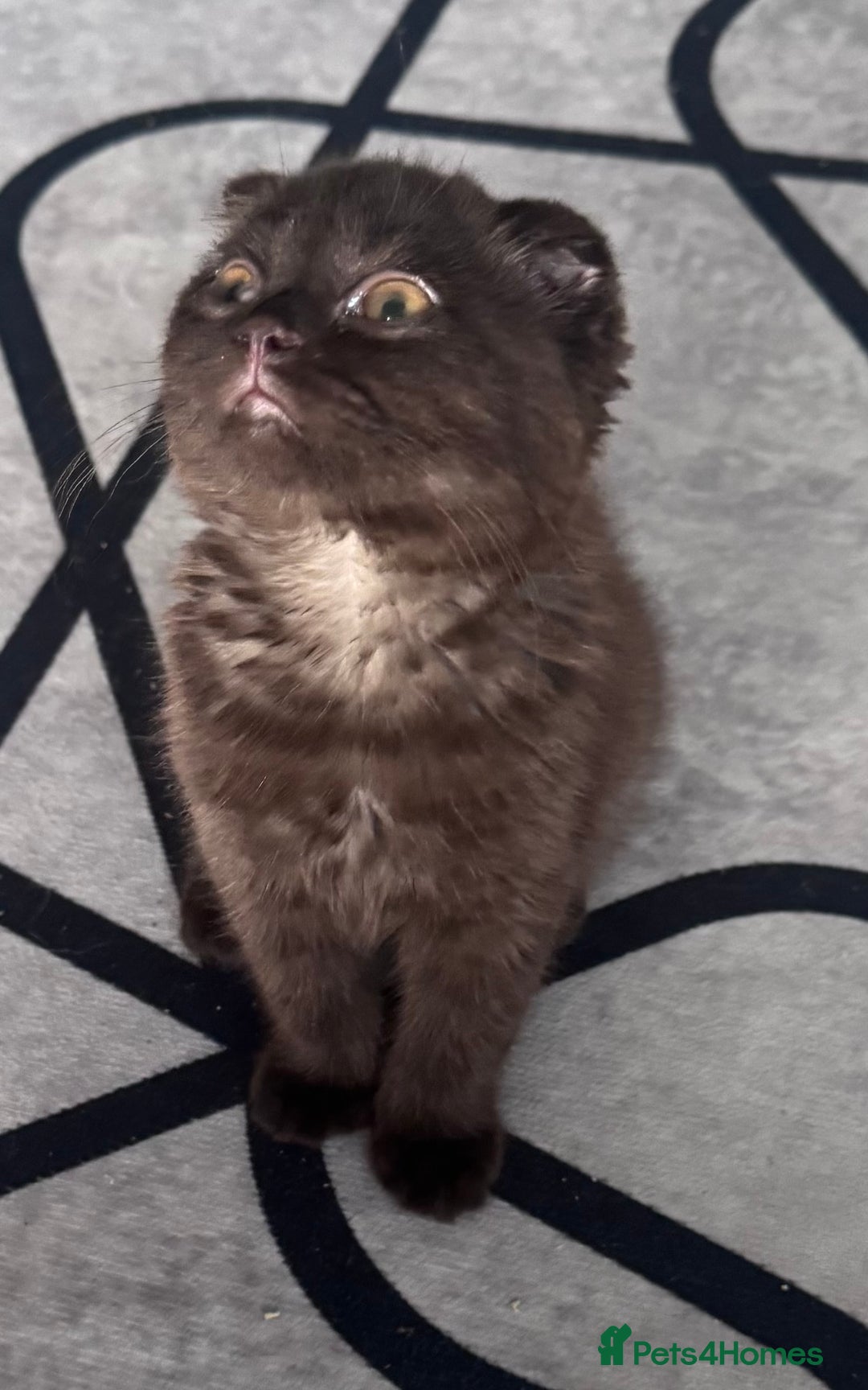 Scottish Fold cats for sale: Scotish kitten  - Image 9