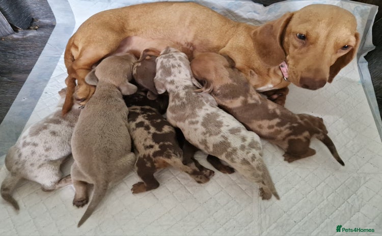 Miniature Dachshund dogs - Advert 6