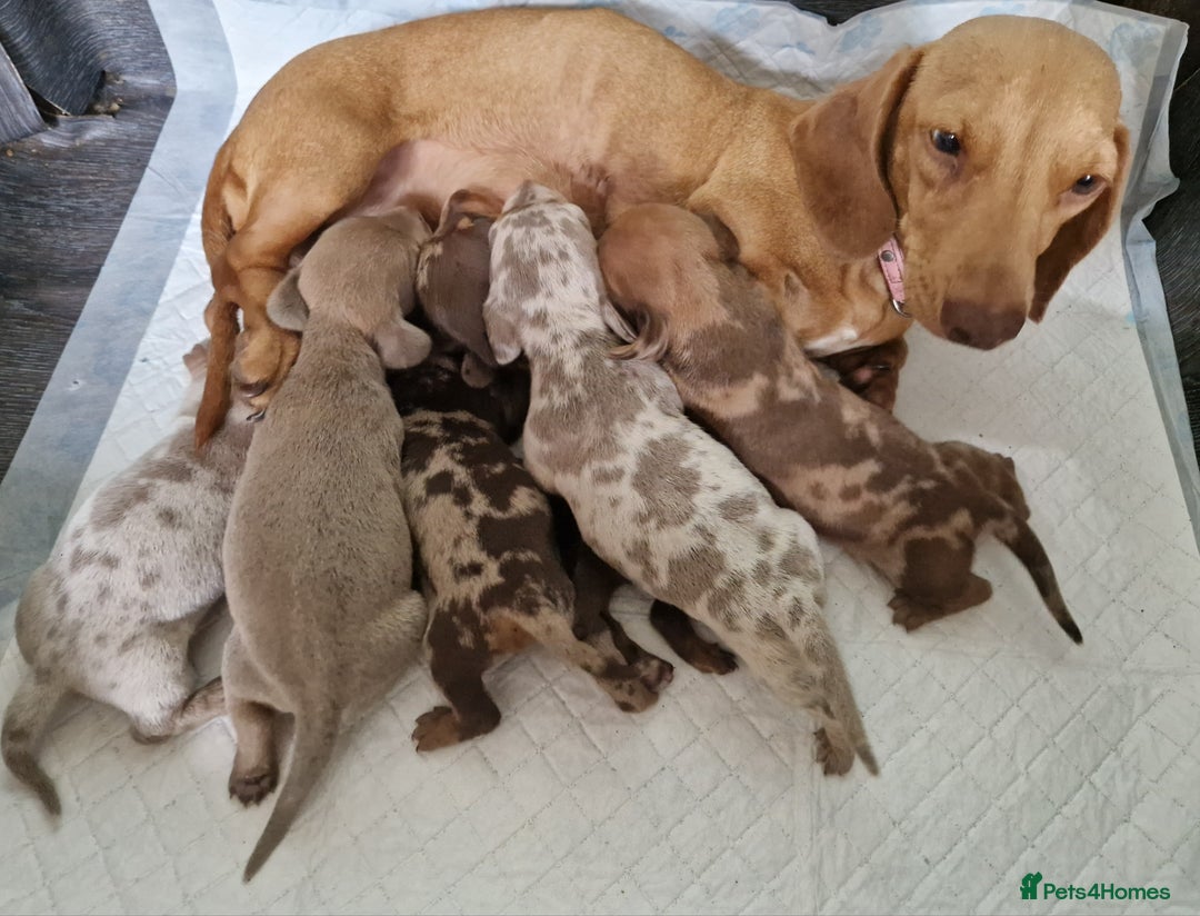 Miniature Dachshund dogs for sale: Miniature dachshund  - Image 1