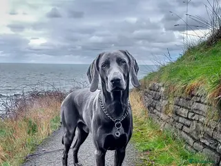 Weimaraner dogs No Cost 1 Year Old Blue Weimaraner For Stud - Advert 2