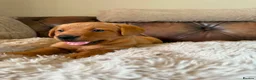 Labrador Retriever dogs for sale: Fox red Labradors puppy  in Yelverton - Advert 13