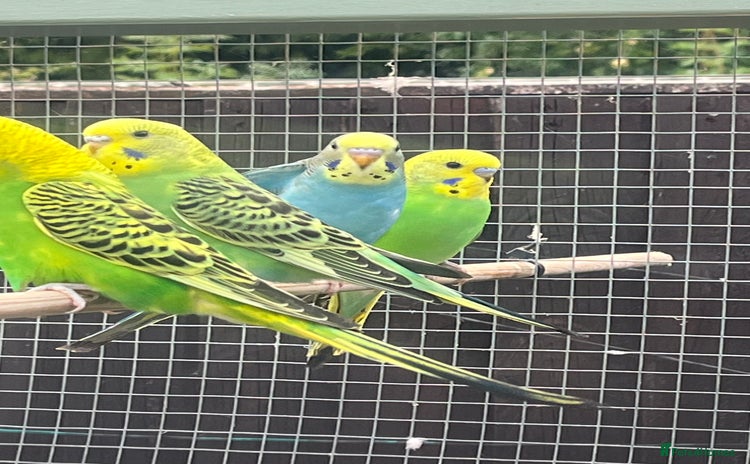 Budgerigars birds - Advert 9