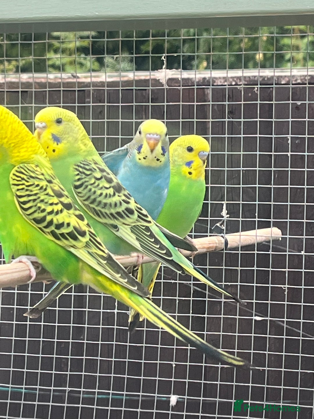 Budgerigars birds for sale: Budgies - Image 1