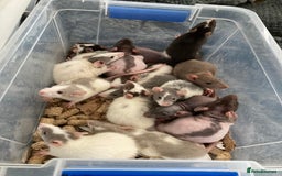 Rat rodents for sale: Baby Fancy/Dumbo/naked and Rex Rats available Hull - Image 1