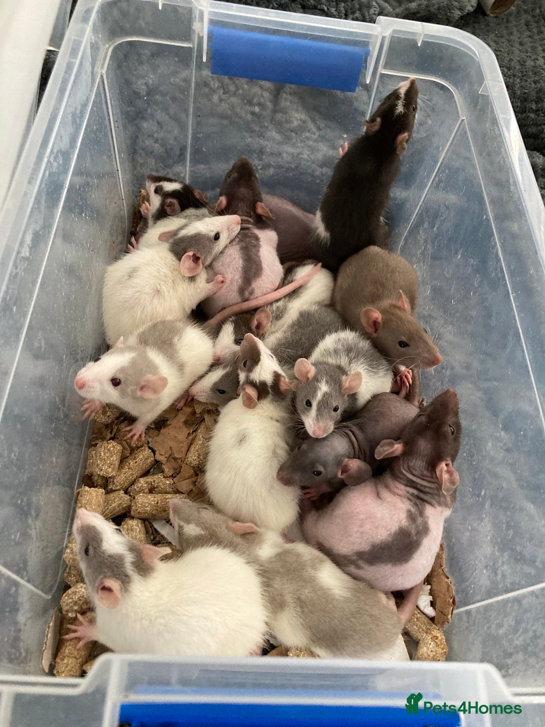 Rat rodents for sale: Baby Fancy/Dumbo/naked and Rex Rats available Hull - Image 1