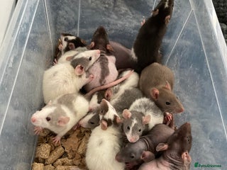 Rat rodents - Advert 3