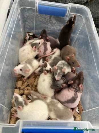 Rat rodents - Advert 9