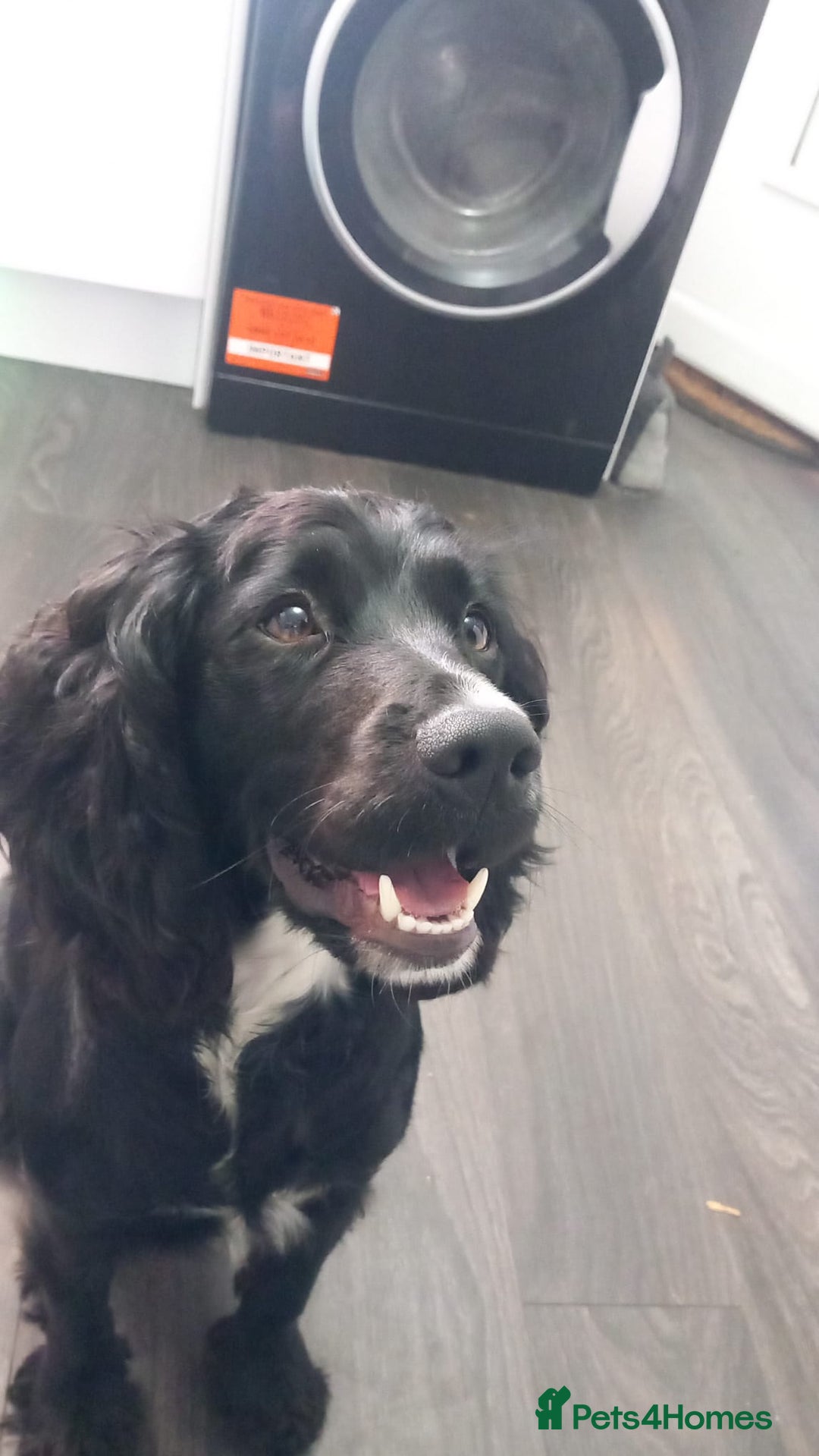 Cockapoo dogs for sale: F1 cockerpoo waiting list  - Image 10