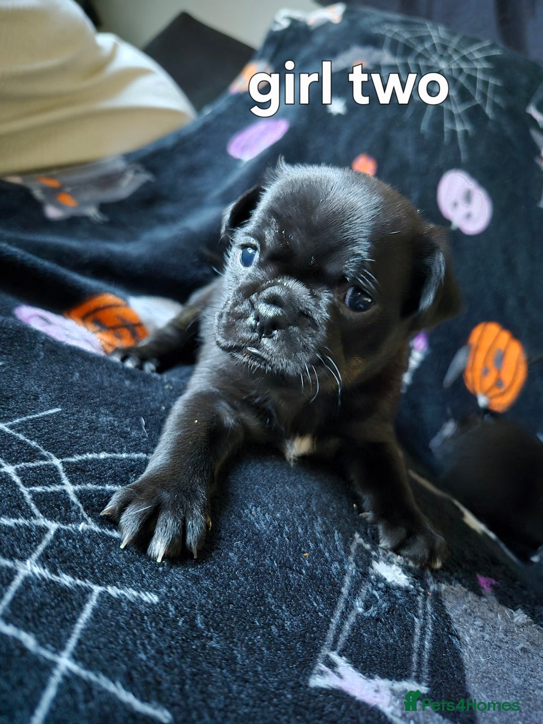 Jug dogs for sale: 2 jug puppys - Advert 3