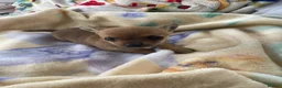 Chihuahua dogs for sale: Adorable Chihuahua Puppy “ Girl “ Fawn/White - Advert 10
