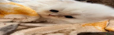 Persian 2