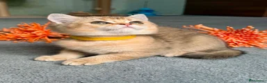 British Shorthair 1