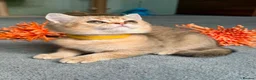 British Shorthair cats for sale: 4 Gorgeous British Shorthair TICA kittens - Advert 26