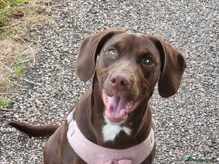 Cockerdor dogs - Advert 9