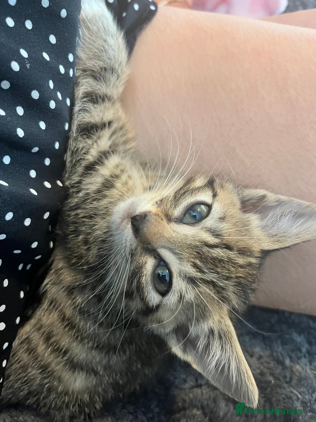 Mixed Breed cats for sale: Pixie bob mixed kittens - Image 13