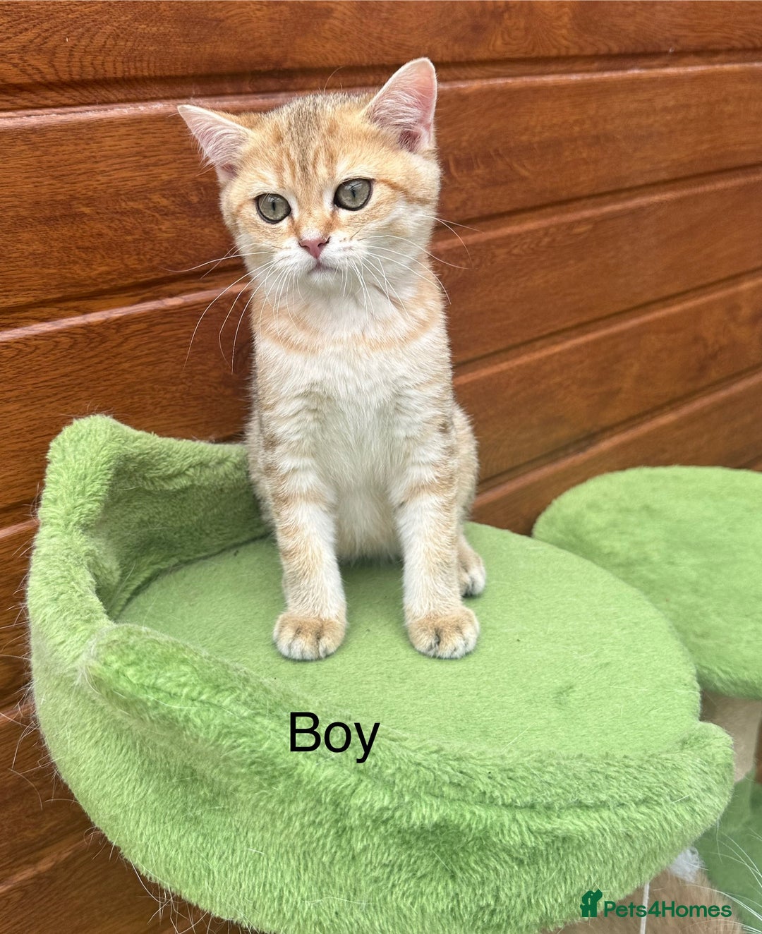 British Shorthair cats for sale: Last golden boy left 😻🌸🌼🌺 tica registered 😻 in Hayes - Image 29