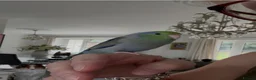 Budgerigars birds for sale: Beautiful Tame Male Parrotlet - Advert 6