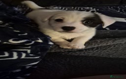 Jack Russell dogs for sale: 1 Beautiful boy Jack Russell puppy left for sale - Image 17