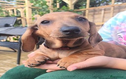 Dachshund dogs for sale: READY NOW-Champions Line Standard Dachshund KC REG in Coventry - Image 17
