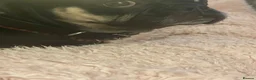 Frug dogs for sale: Female Frug - Advert 7