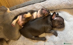 French Bulldog dogs for sale: REDUCED - Only 3 Puppies left  - Image 11
