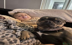 French Bulldog dogs for sale: Rehoming our 4 year old girl frenchie  - Image 2