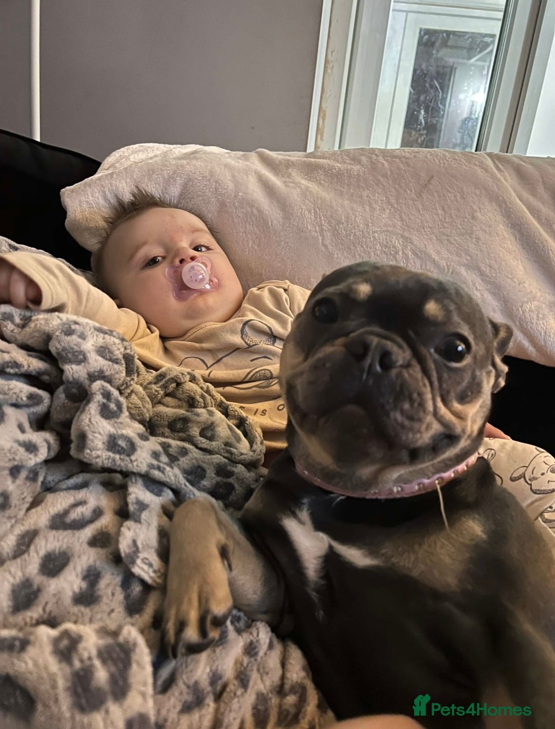 French Bulldog dogs for sale: Rehoming our 4 year old girl frenchie  - Image 2